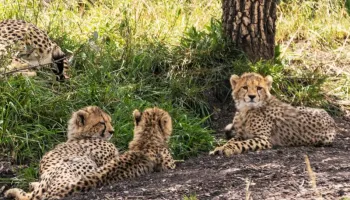 Tarangire Day Trip From Arusha