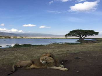 7 Days Ultimate Northern Tanzania Wildlife Expedition