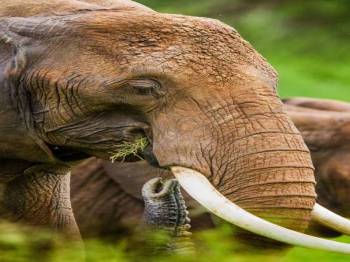 7 Days Ultimate Northern Tanzania Wildlife Expedition