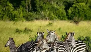 7 Days Ultimate Northern Tanzania Wildlife Expedition