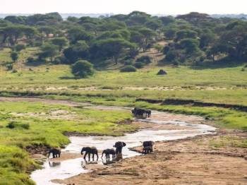 7 Days Ultimate Northern Tanzania Wildlife Expedition