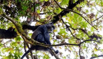 1 Day Tour To Arusha National Park