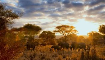 1 Day Tour To Tarangire National Park