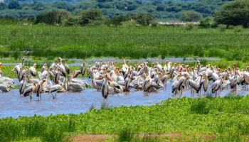 1 Day Tour To Lake Manyara National park