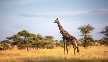 5 Days Tanzania Signature Luxury Safari Experience Tour