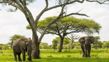 8 Days Tanzania Signature Wildlife Journey Tour