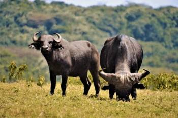 1Day Arusha National Park Tour