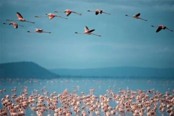 1 Day Lake Manyara National Park Tour