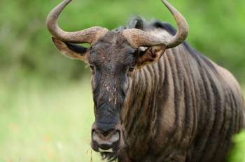 6 Days Serengeti Migration Safari Tour