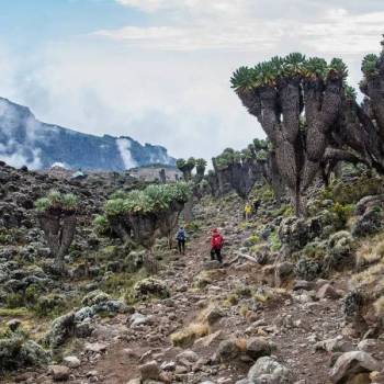 7 Days Kilimanjaro - Rongai Route Tour
