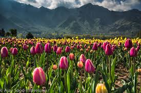 4 Night - 5 Days Kashmir Tour Package