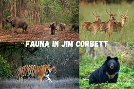 2 Night 3 Day Delhi To Jim Corbett Tour Package
