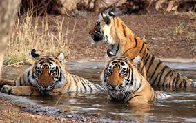 2 Night 3 Day Delhi To Jim Corbett Tour Package