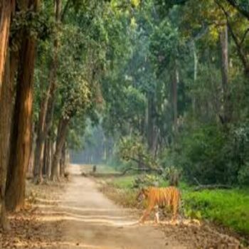 2 Night 3 Day Jim Corbett Tour