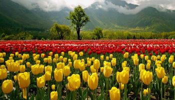 Tulip Festival - Srinagar - Gulmarg Tour 3 Nights - 4 Days