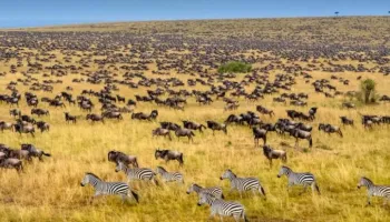 4 Nights - 5 Days Masai Mara - Lake Naivasha Safari Tour