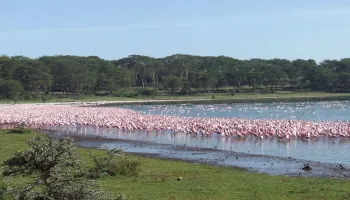 10 Days - 9 Nights Kenya Wildlife Safari Tour