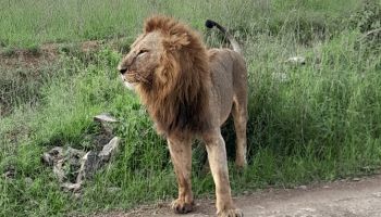 07 Nights  08 Days Mount Kenya- Lake Nakuru- Maasai Mara - Mombasa Honeymoon Package