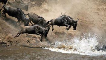 07 Nights  08 Days Mount Kenya- Lake Nakuru- Maasai Mara - Mombasa Honeymoon Package