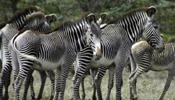 07 Nights  08 Days Mount Kenya- Lake Nakuru- Maasai Mara - Mombasa Honeymoon Package