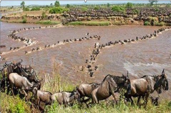 2 Nights / 3 Days Luxury Masai Mara Road Safari