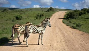 Amboseli - Tsavo West - Tsavo East - Holiday Safari Tour