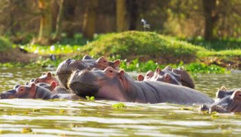 Nairobi - Samburu - Nanyuki - Nairobi Tour