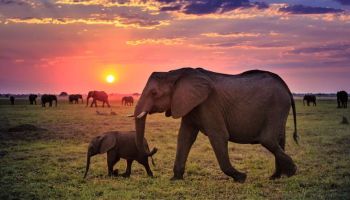 Nairobi - Maasai Mara - Nairobi Tour