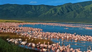 Road Package - Lake Bogoria - Lake Baringo - Lake Nakuru - Masaai Mara - Nairobi