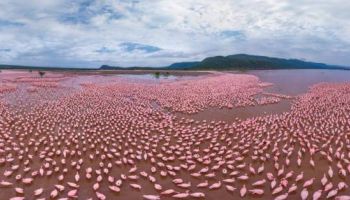 5 Nights 6 Days Nairobi - Lake Bogoria - Lake Nakuru - Maasai Mara Safari