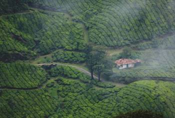 Thekkady Tour Packages