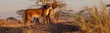 3-Day Tanzania Safari Tour From Zanzibar