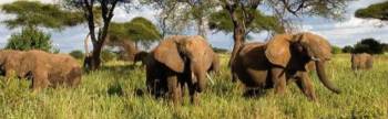 12-Day Mid-Range Safari - Beach Holiday Tour
