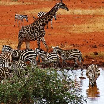 7-Day Mid-Luxury Safari Tour