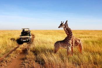 7 Days Kenya Safari Tour