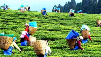 4 Nights - 5 Days Assam Tour Package