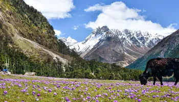 7N - 8D Gangtok - Lachung - Yumthang - Pelling Tour
