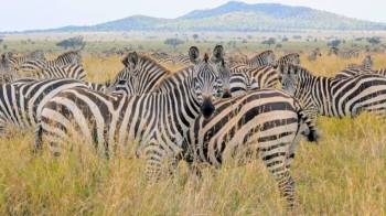2 Day Best Of Tarangire And Lake Manyara Tour