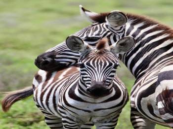 Serengeti National Park - Ngorongoro Crater