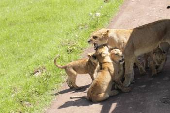 Serengeti National Park - Ngorongoro Crater