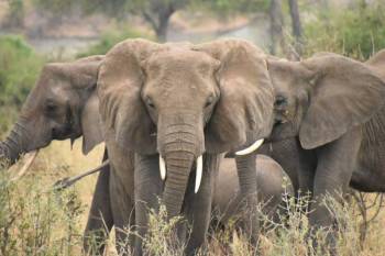 3-Day Awesome Serengeti And Ngorongoro Safari Tour