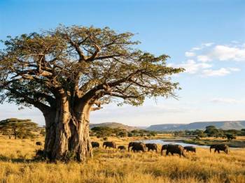 3-Day The Best Of Tarangire - Ngorongoro And Manyara Tour