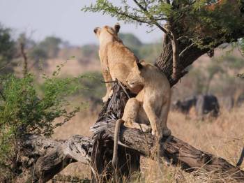 4-Day Amazing Tanzania Wildlife Safari Tour