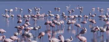 4-Day Mid Range Safari To Manyara - Serengeti - Ngorongoro Tour