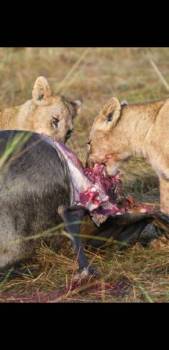 4-Day Serengeti - Tarangire And Ngorongoro Classic Safari Tour