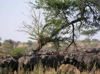5-Day Tarangire - Manyara - Serengeti - Ngorongoro Safari Tour