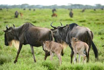 7-Day Camping Safari Tour