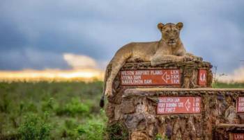 Nairobi Day Tour -National Park
