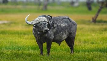 Amboseli Safari