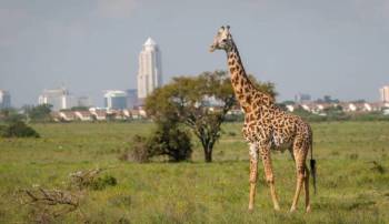 Nairobi National Park - Giraffe Centre Day Tour